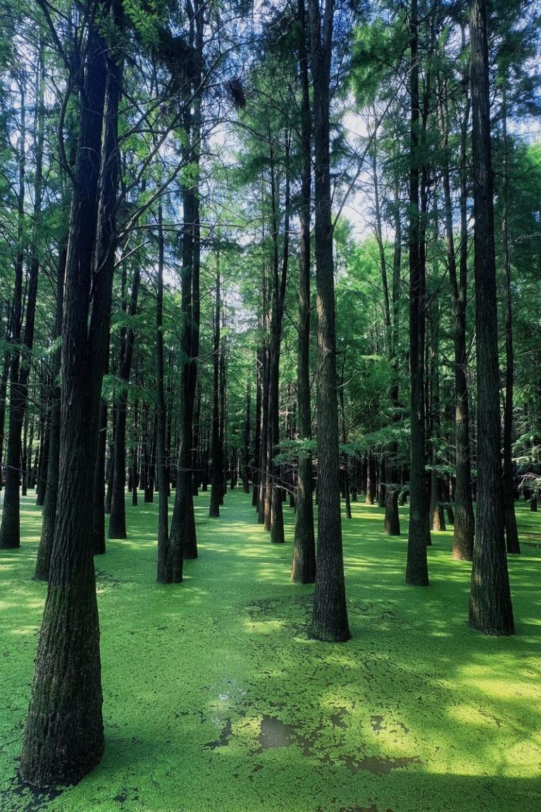 Analysis of the Current Difficulties in Implementing EUDR in China